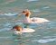 Smergo maggiore (Mergus merganser) © Angelo Pasqua