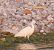 Garzetta (Egretta garzetta) © Angelo Pasqua