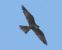 Falco della Regina (Falco eleonorae) © Andrea Ravagnani