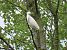 Garzetta (Egretta garzetta) © Roberto Boscaini