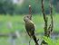 Picchio verde (Picus viridis) © Roberto Boscaini