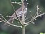 Merlo dal collare (Turdus torquatus) © Roberto Boscaini