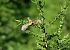 Zigolo giallo (Emberiza citrinella) © Luigi Gennari