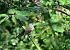 Capinera (Sylvia atricapilla) © Luigi Gennari