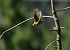 Zigolo giallo (Emberiza citrinella) © Luigi Gennari