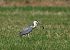 Airone cenerino (Ardea cinerea) © Luigi Gennari