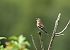 Fringuello (Fringilla coelebs) © Luigi Gennari