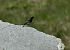 Hausrotschwanz (Phoenicurus ochruros) © Luigi Gennari