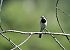 Ballerina bianca (Motacilla alba) © Luigi Gennari