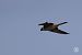 Lodolaio (Falco subbuteo) © Luigi Barraco