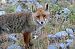Volpe (Vulpes vulpes) © Gaspare Adinolfi