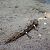 Salamandra pezzata (Salamandra salamandra) © Gaspare Adinolfi