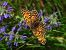 Melitaea phoebe © Mirko Tomasi