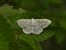 Scopula incanata © Mirko Tomasi