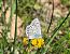 Polyommatus escheri © Mirko Tomasi