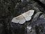 Idaea degeneraria © Mirko Tomasi