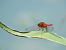 Crocothemis erythraea © Maria Rita Gelso