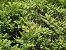 Ailanthus altissima © Maria Rita Gelso