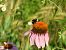 Bombus terrestris  - Maria Rita Gelso