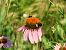 Bombus terrestris © Maria Rita Gelso