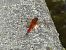 Crocothemis erythraea © Maria Rita Gelso