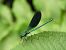 Calopteryx splendens © Maria Rita Gelso