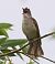 Cannareccione (Acrocephalus arundinaceus) © Horand Maier