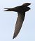 Rondone comune (Apus apus) © Horand Maier