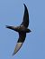 Rondone comune (Apus apus) © Horand Maier