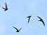 Rondone comune (Apus apus) © Horand Maier