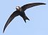 Rondone comune (Apus apus) © Horand Maier