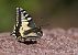 Papilio machaon © Horand Maier
