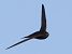 Rondone comune (Apus apus) © Horand Maier