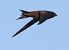 Rondone comune (Apus apus) © Horand Maier