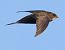 Rondone comune (Apus apus) © Horand Maier