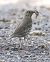 Tordo bottaccio (Turdus philomelos) © Horand Maier