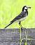 Ballerina bianca (Motacilla alba) © Horand Maier