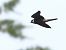 Lodolaio (Falco subbuteo) © Horand Maier