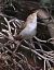 Luì bianco (Phylloscopus bonelli) © Horand Maier