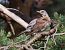 Cesena (Turdus pilaris) © Horand Maier