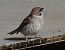 Passera mattugia (Passer montanus) © Horand Maier