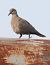 Tortora dal collare (Streptopelia decaocto) © Horand Maier