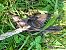 Storno (Sturnus vulgaris) © Horand Maier