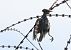 Storno (Sturnus vulgaris) © Horand Maier