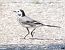 Ballerina bianca (Motacilla alba) © Horand Maier