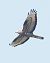 Falco pecchiaiolo (Pernis apivorus) © Horand Maier