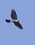 Astore (Astur gentilis) © Horand Maier