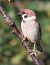 Passera mattugia (Passer montanus) © Horand Maier
