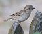 Moineau cisalpin (Passer italiae) © Horand Maier