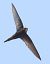 Rondone comune (Apus apus) © Horand Maier